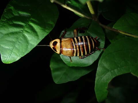 Image of Eurycotis decipiens (Kirby & W. F. 1903)