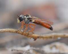 Image de Townsendia arenicola Scarbrough 1995