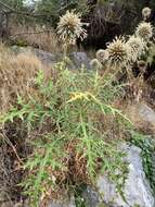 Image of Echinops spinosissimus subsp. neumayeri (Vis.) Kozuharov