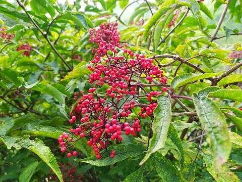 Image of Sambucus williamsii Hance