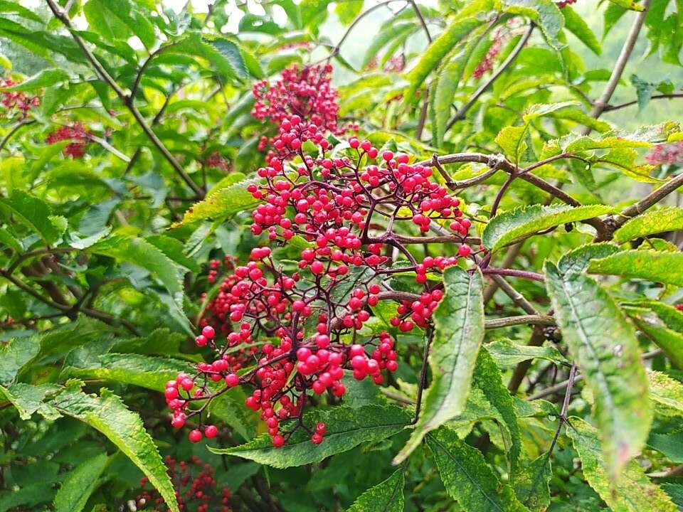 Image of Sambucus williamsii Hance