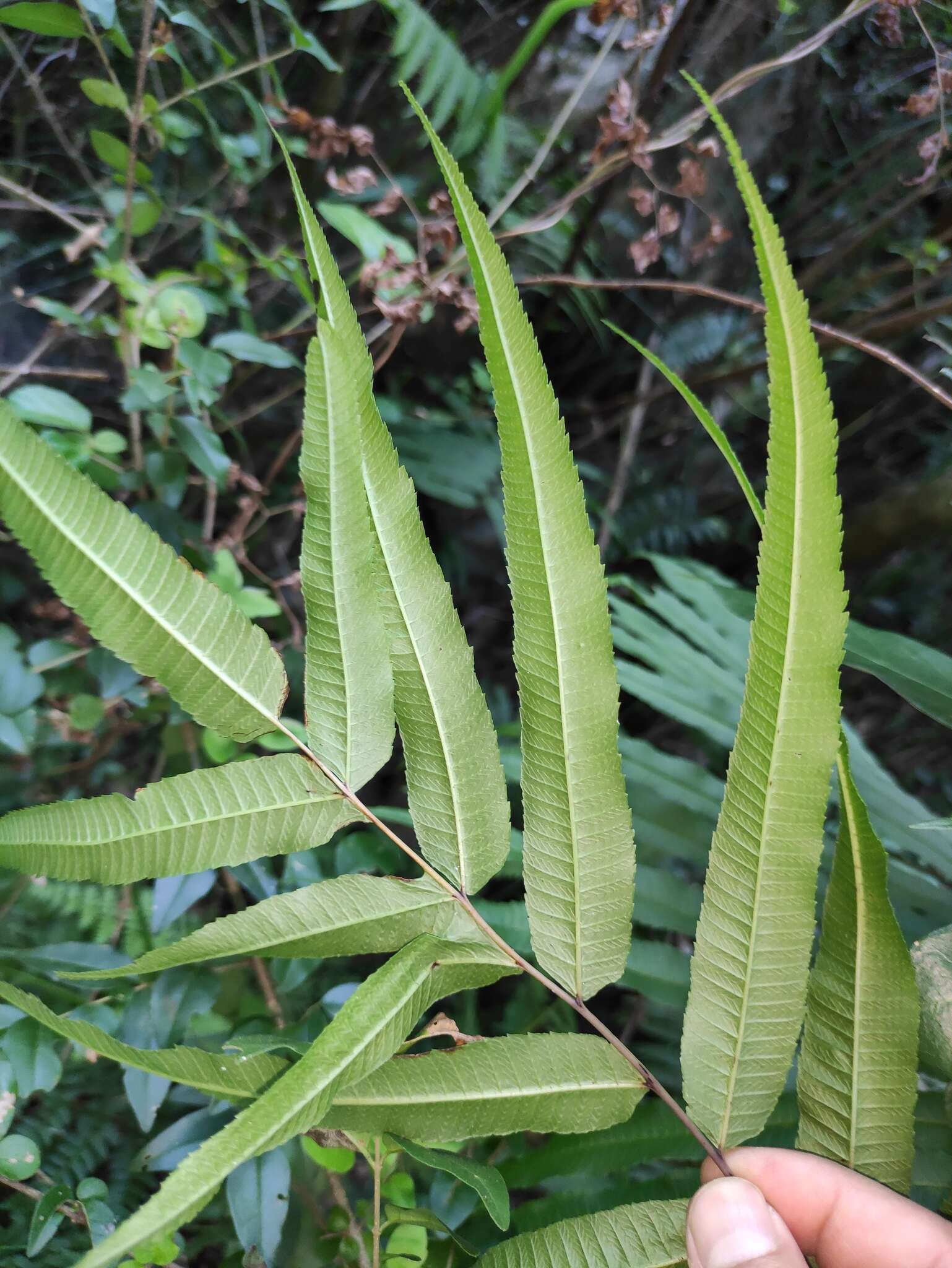 Image of Menisciopsis penangiana (Hook.) S. E. Fawc. & A. R. Sm.