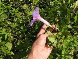 Image of Ipomoea variabilis (Schltdl & Cham.) Choisy