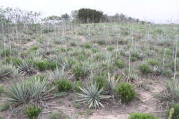 Image of twistleaf yucca