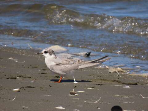 Image of Black-fronted Tern