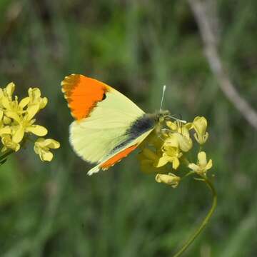 Image de Aurore de Provence