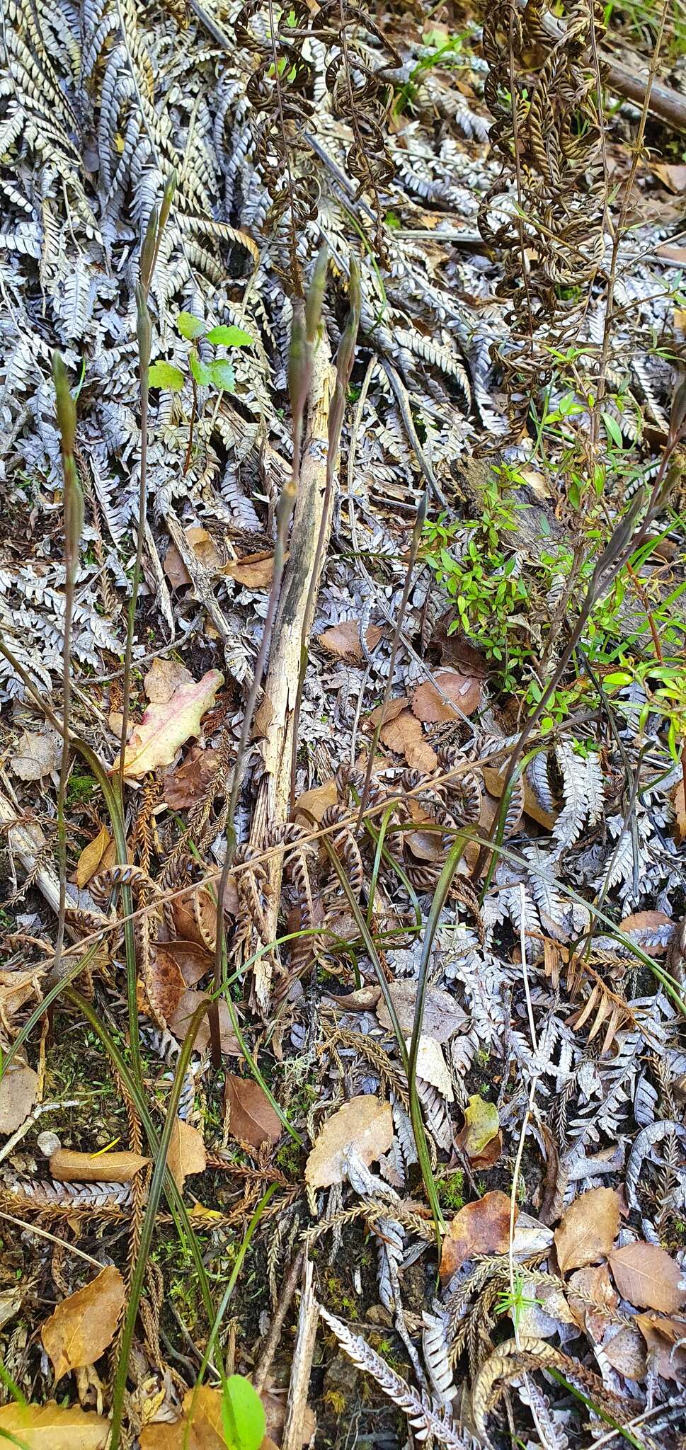 Image of Thelymitra purpureofusca Colenso