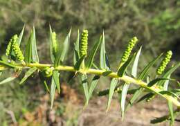 Acacia oxycedrus Sieber ex DC.的圖片