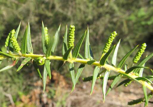 Image of Acacia oxycedrus Sieber ex DC.