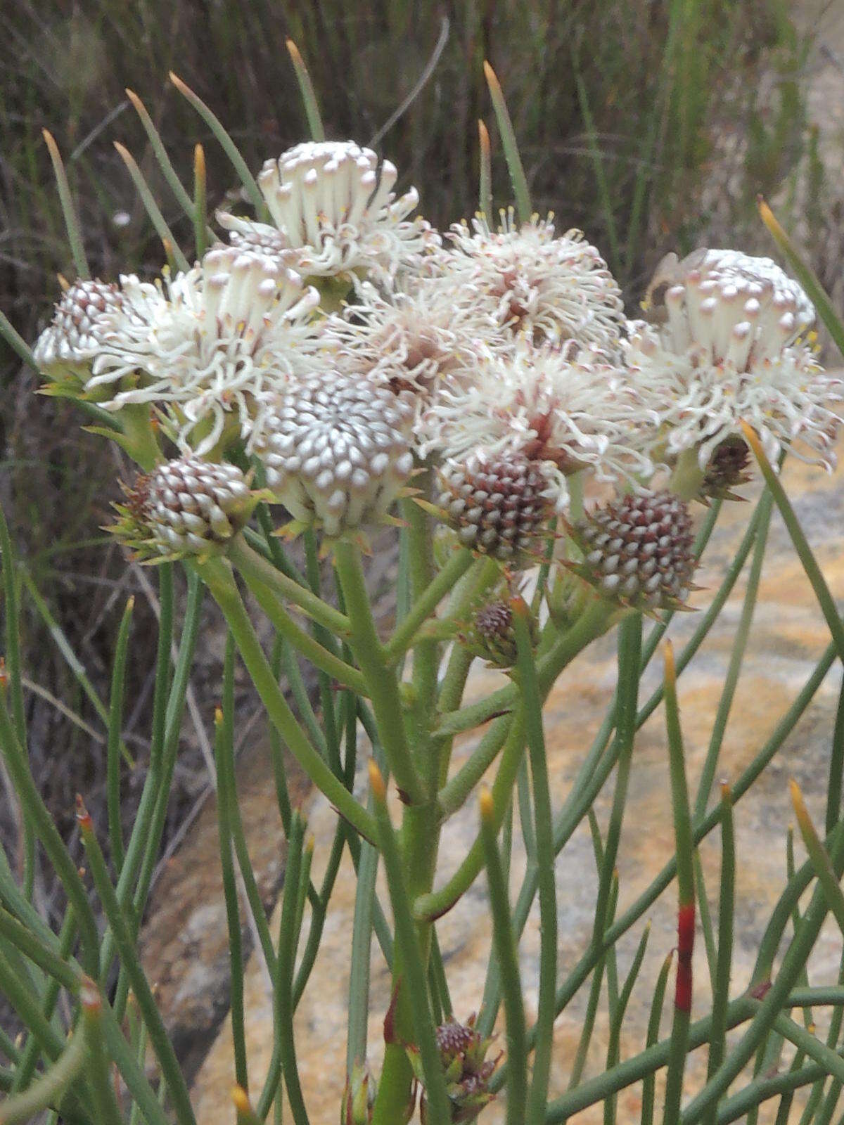 Image of Serruria triternata (Thunb.) R. Br.