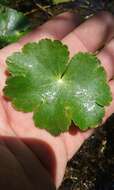 Image of floating marshpennywort