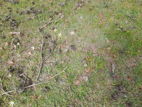 Imagem de Zephyranthes mesochloa Herb. ex Lindl.