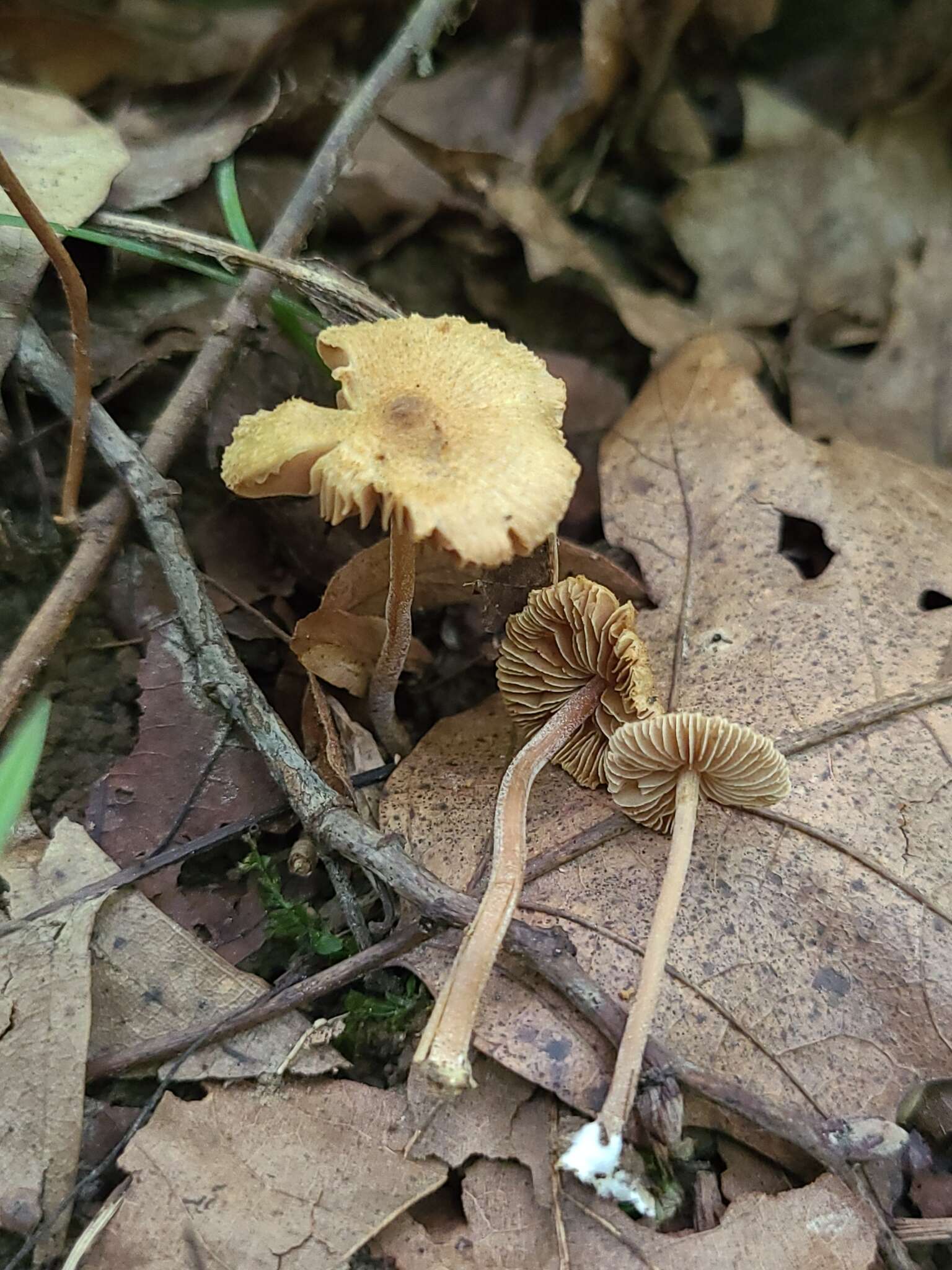 Image of Inocybe subfulva Peck 1888