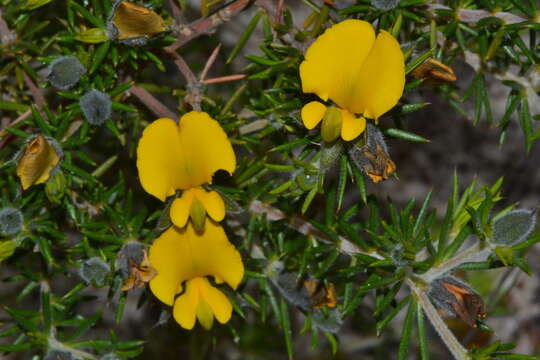 Слика од Gompholobium aristatum Benth.