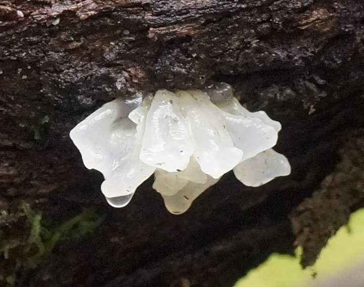 Image of snow fungus