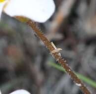 Sivun Oxalis punctata L. fil. kuva