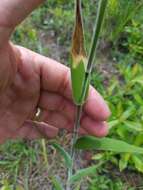 Image of Broom Rosette Grass