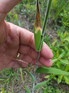 Plancia ëd Panicum scoparium Lam.