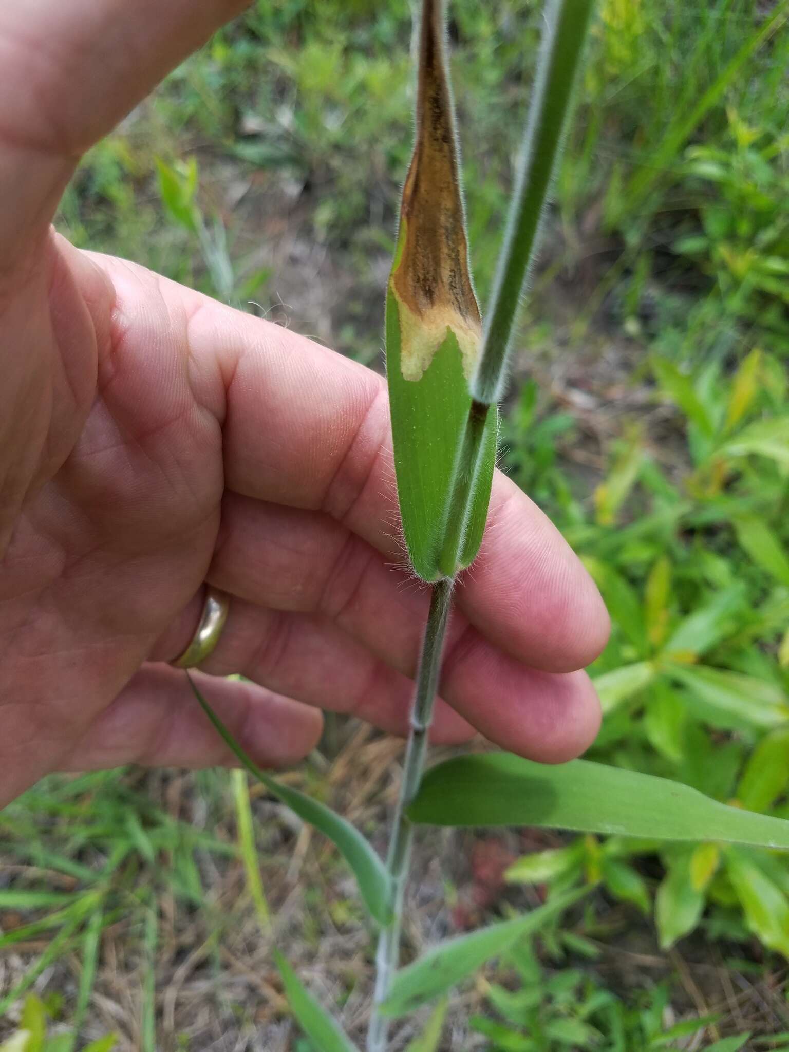 Image of Broom Rosette Grass