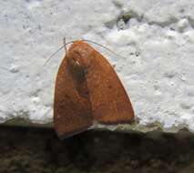 Image of Carea unipunctata Bethune-Baker 1906