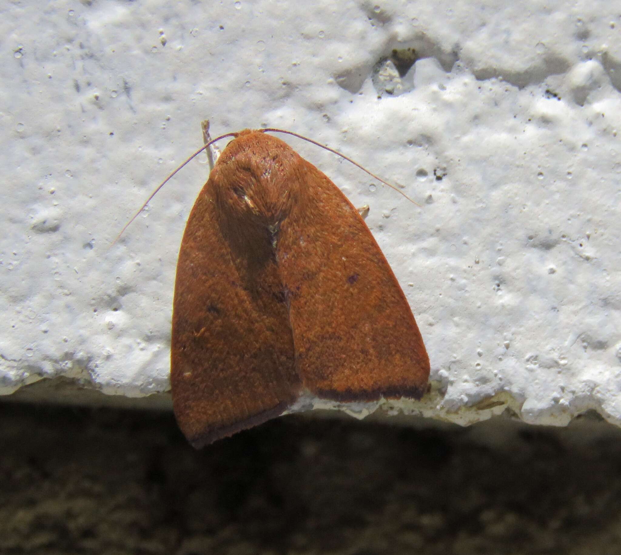 Image of Carea unipunctata Bethune-Baker 1906