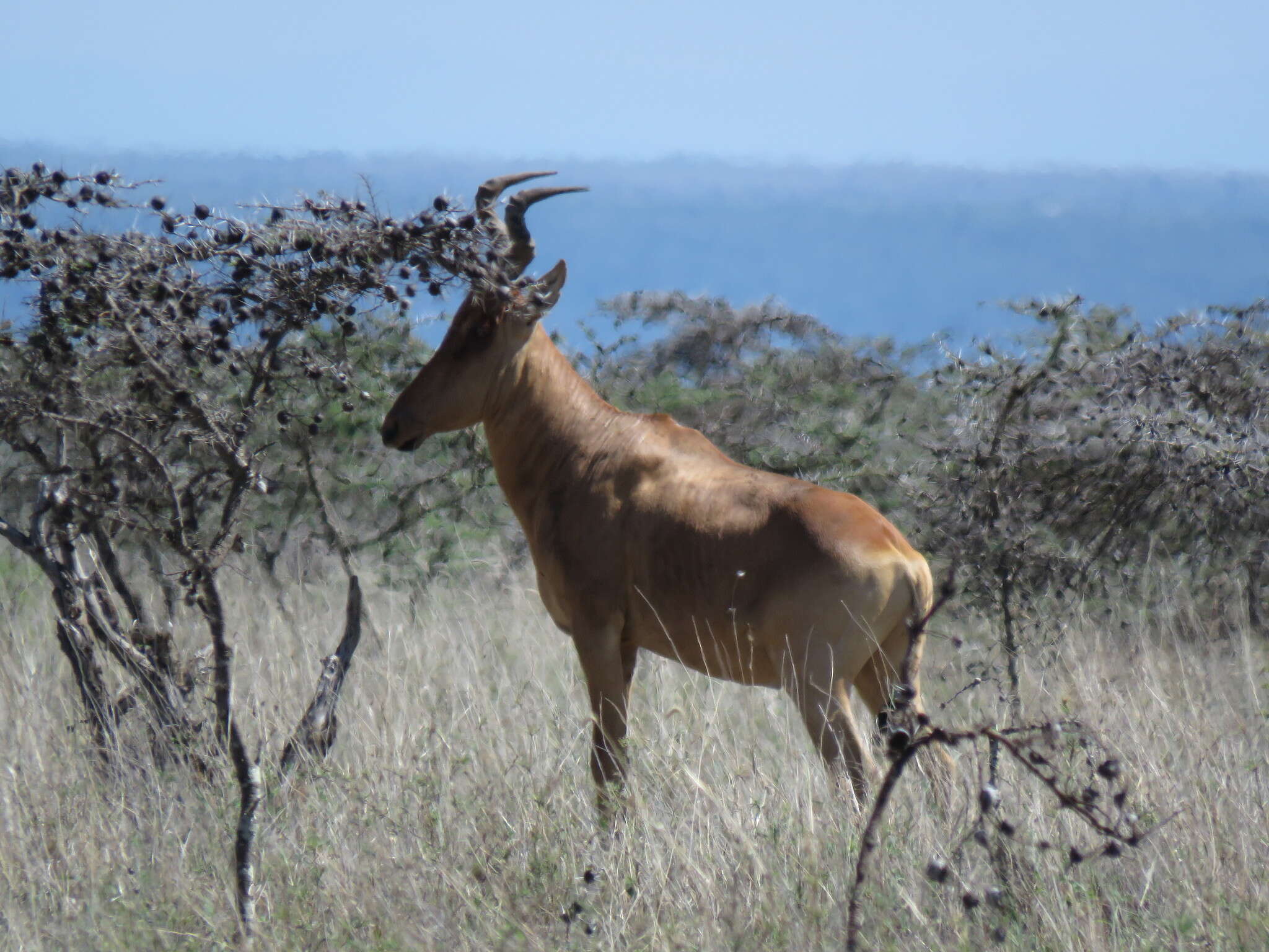 Image of Hartebeest