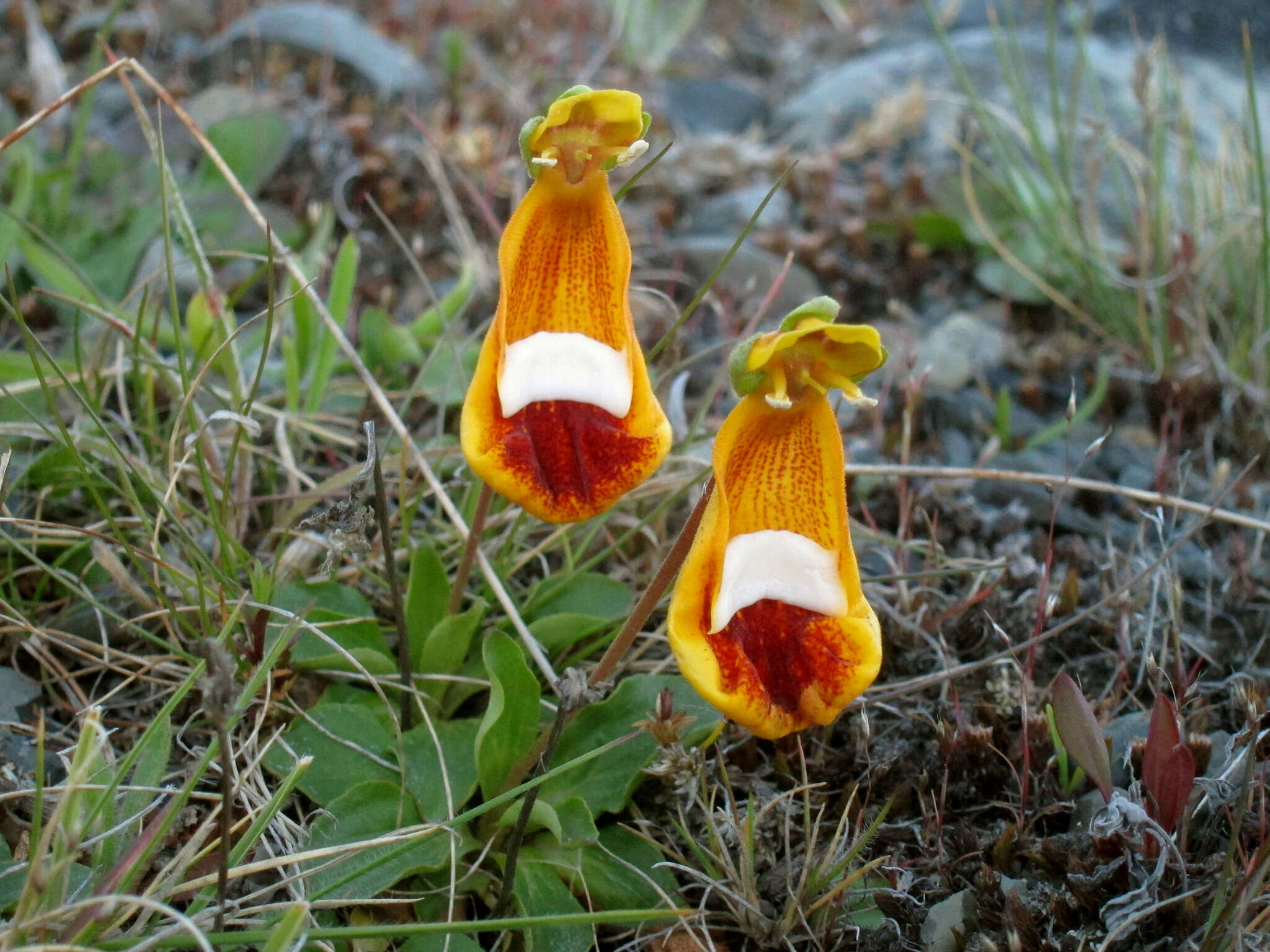 Image of Calceolaria uniflora Lam.