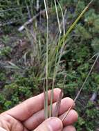 Sivun Calamagrostis korotkyi Litv. kuva