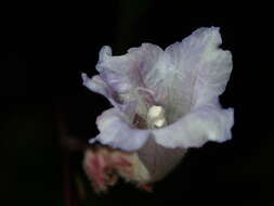 Imagem de Strobilanthes persicifolia (Lindl.) J. R. I. Wood