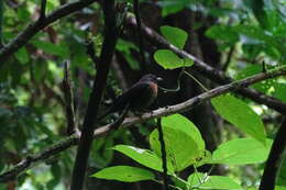 Image of Black-cheeked Ant Tanager