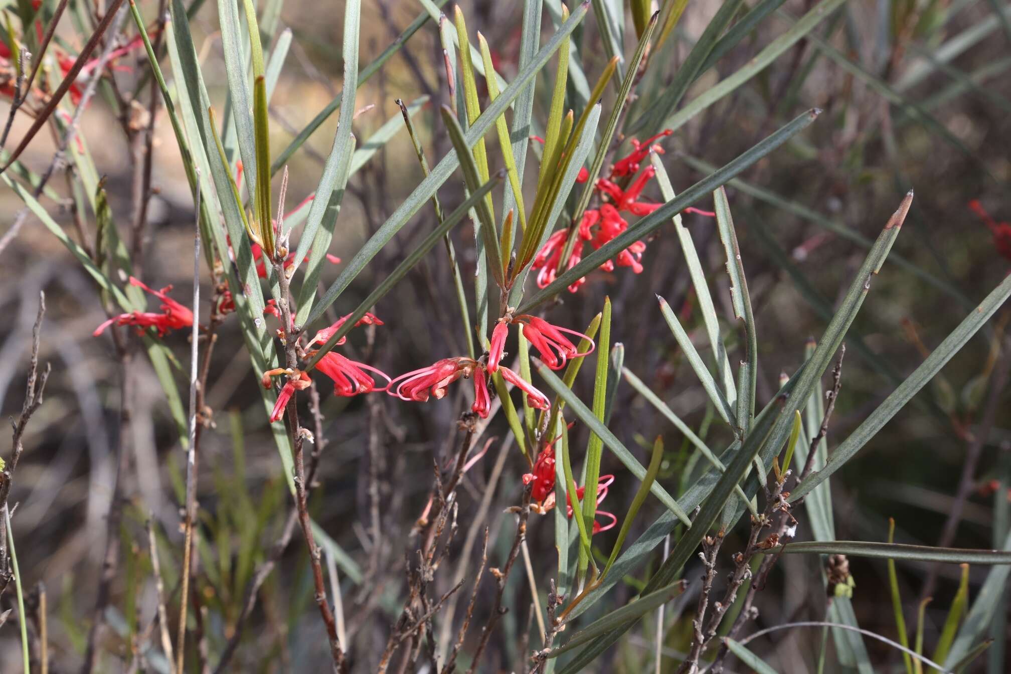 Image of Grevillea granulosa Mc Gill.