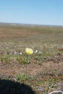 Слика од Papaver pulvinatum subsp. lenaense A. I. Tolmachev