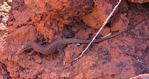 Image of Varanus hamersleyensis Maryan, Oliver & Fitch