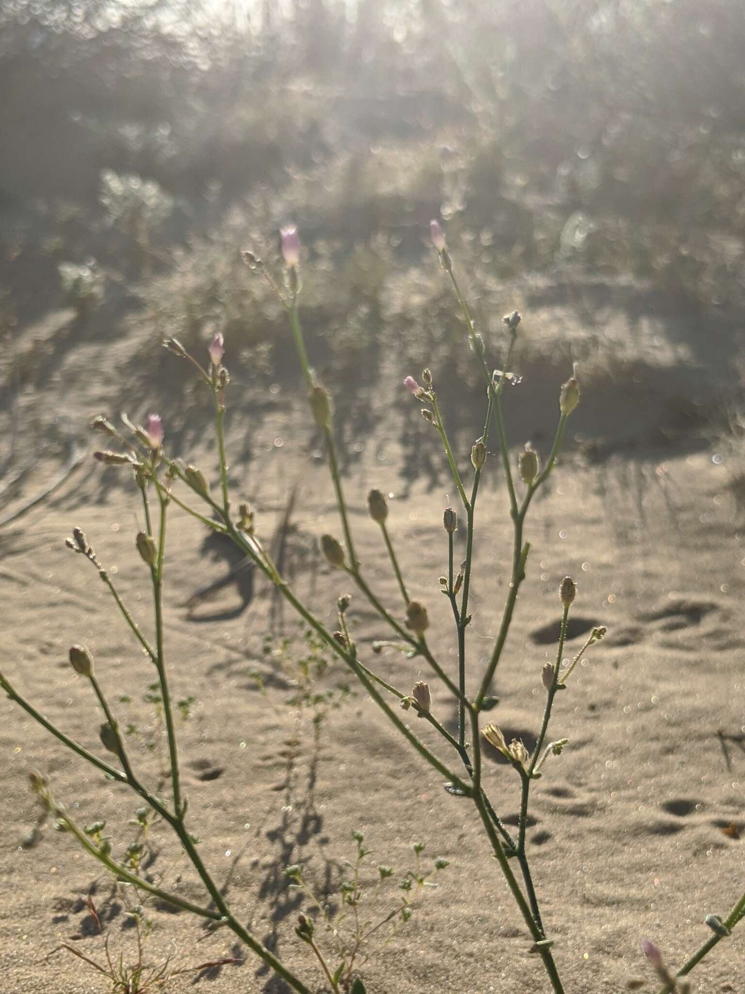 Image of Lott's gilia