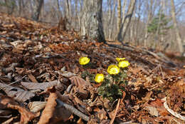 Image of Amur adonis