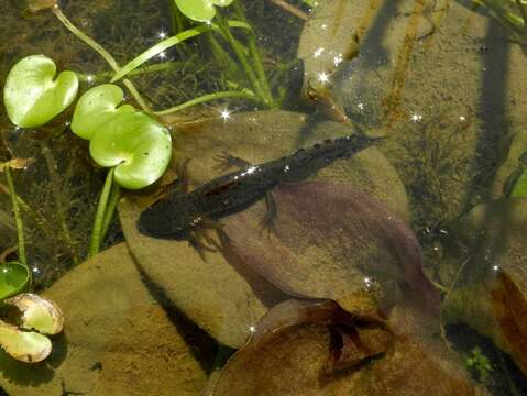 Image of Italian crested newt