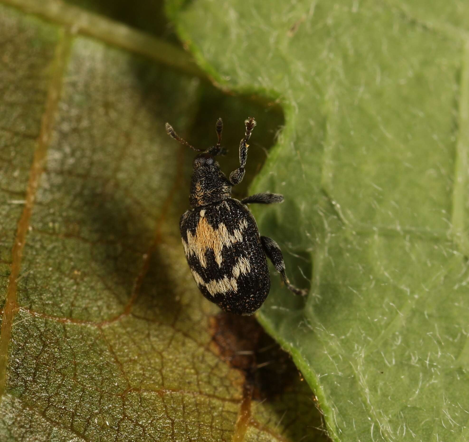 Tachyerges salicis (Linnaeus & C. 1758) resmi