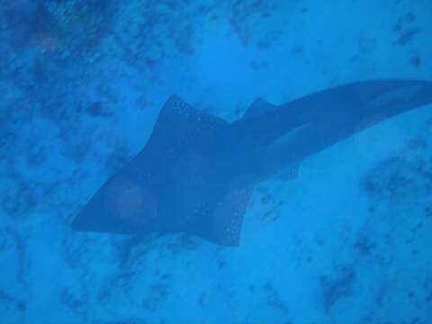 Image of White-spotted Guitarfish