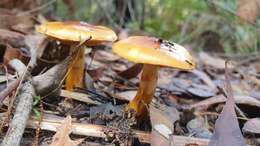 Image of Cortinarius sinapicolor Cleland 1933