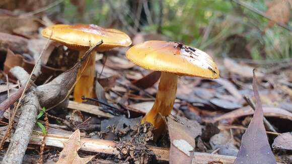 Image of Cortinarius sinapicolor Cleland 1933