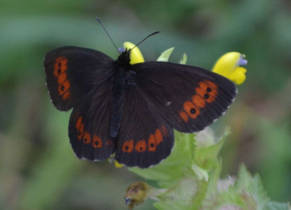 Image of Erebia euryale Esper 1777