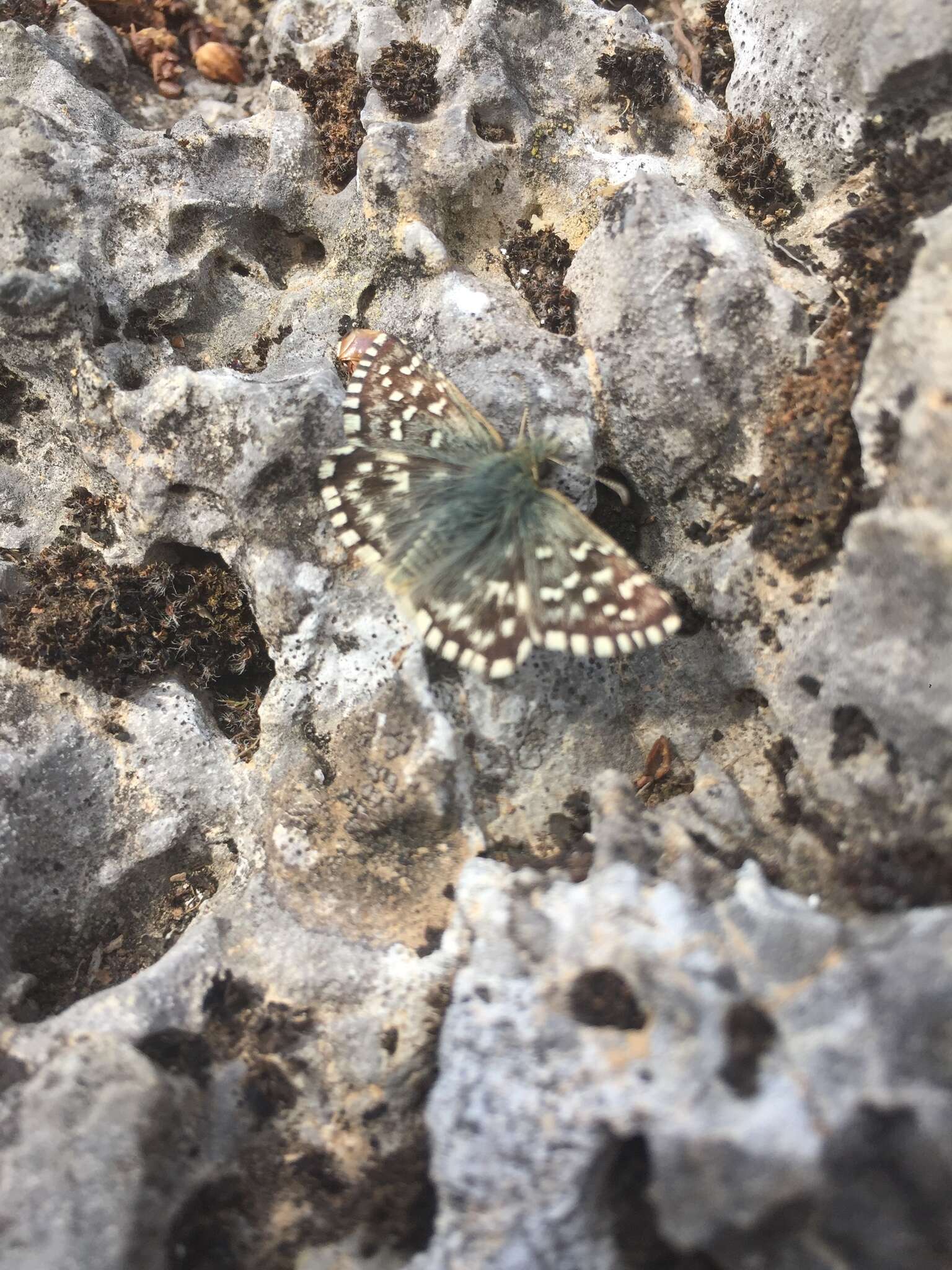 Image of Southern Grizzled Skipper