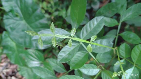 Image of Guioa pleuropteris (Bl.) Radlk.