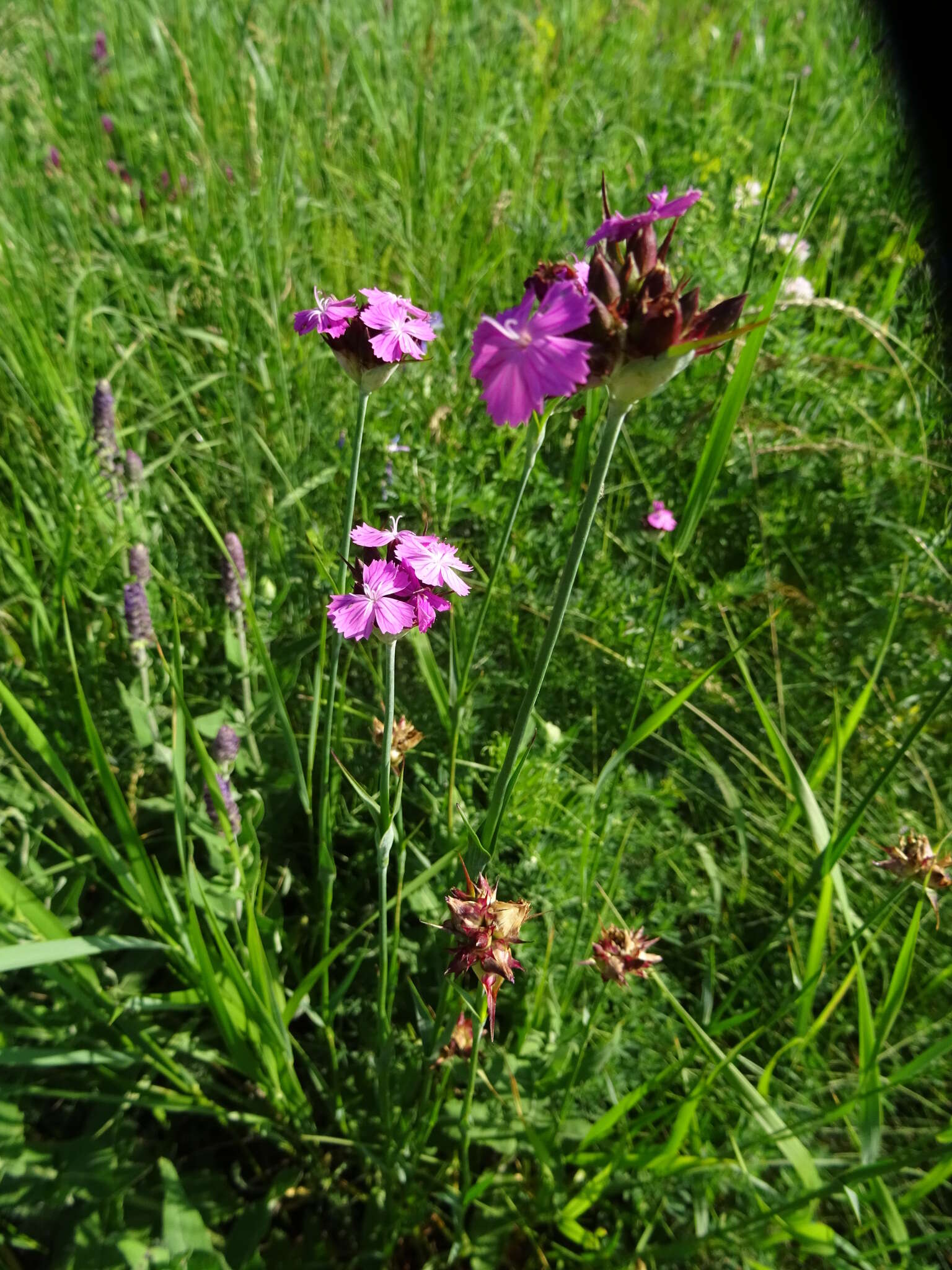 صورة Dianthus capitatus subsp. andrzejowskianus Zapal.