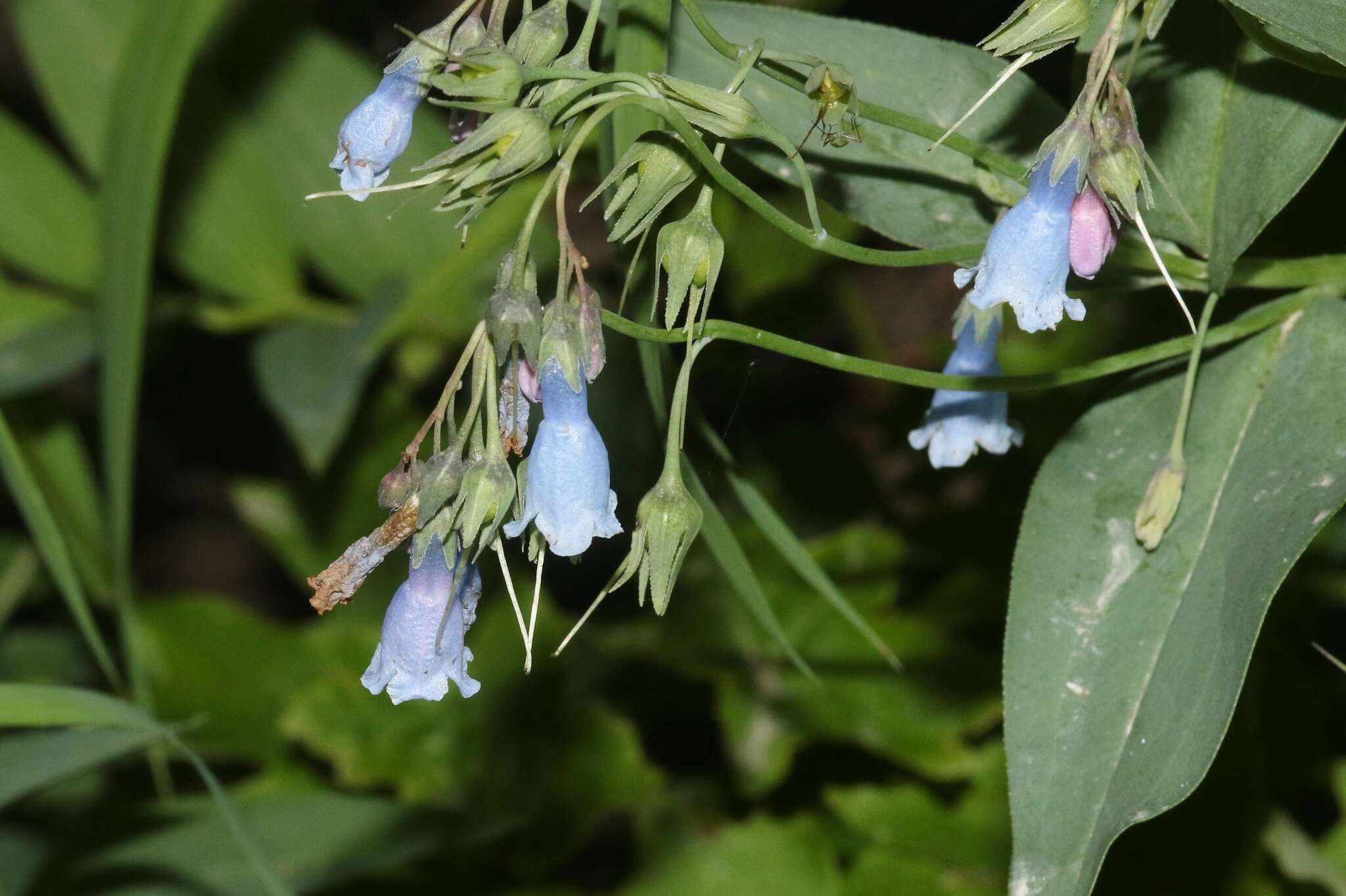 Image of aspen bluebells