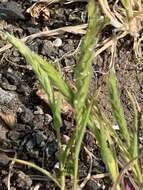 Image of Rostraria azorica S. Hend.