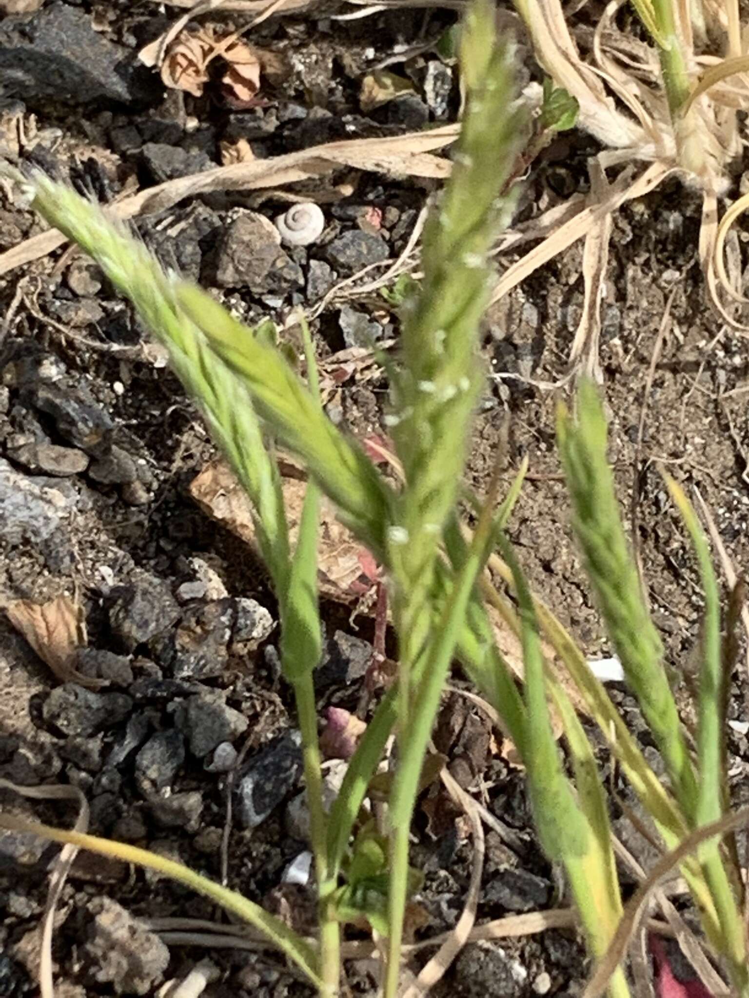 Image of Rostraria azorica S. Hend.