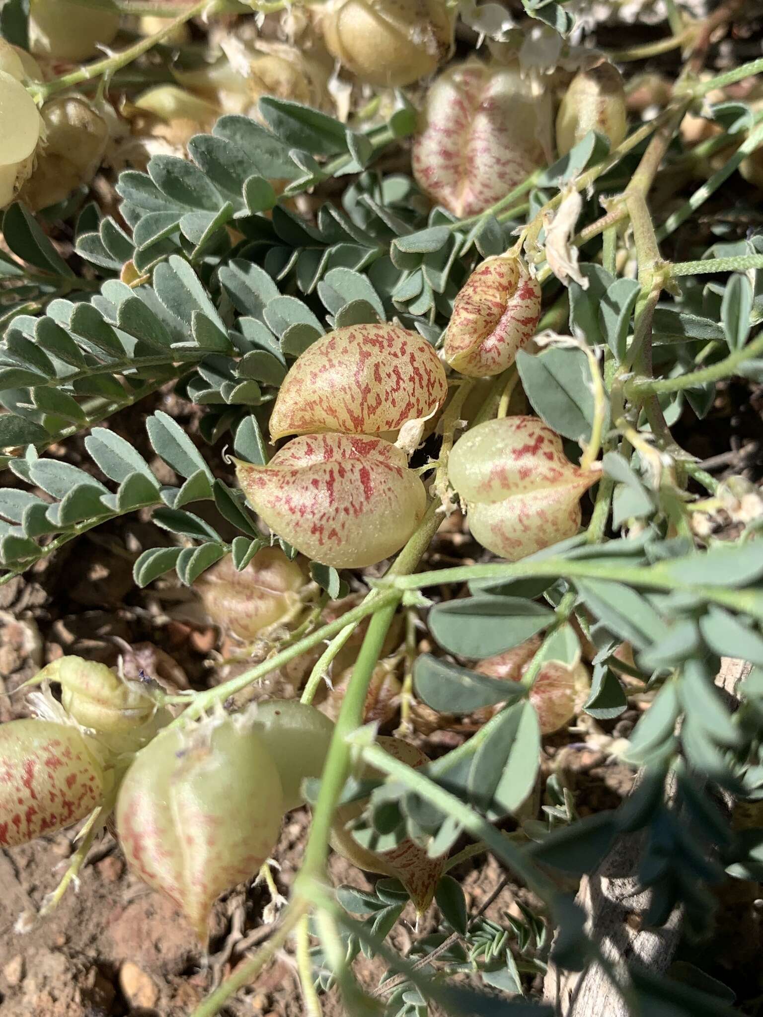 Astragalus lentiginosus var. ineptus (A. Gray) M. E. Jones的圖片