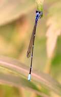 Image of Blue-shouldered Threadtail