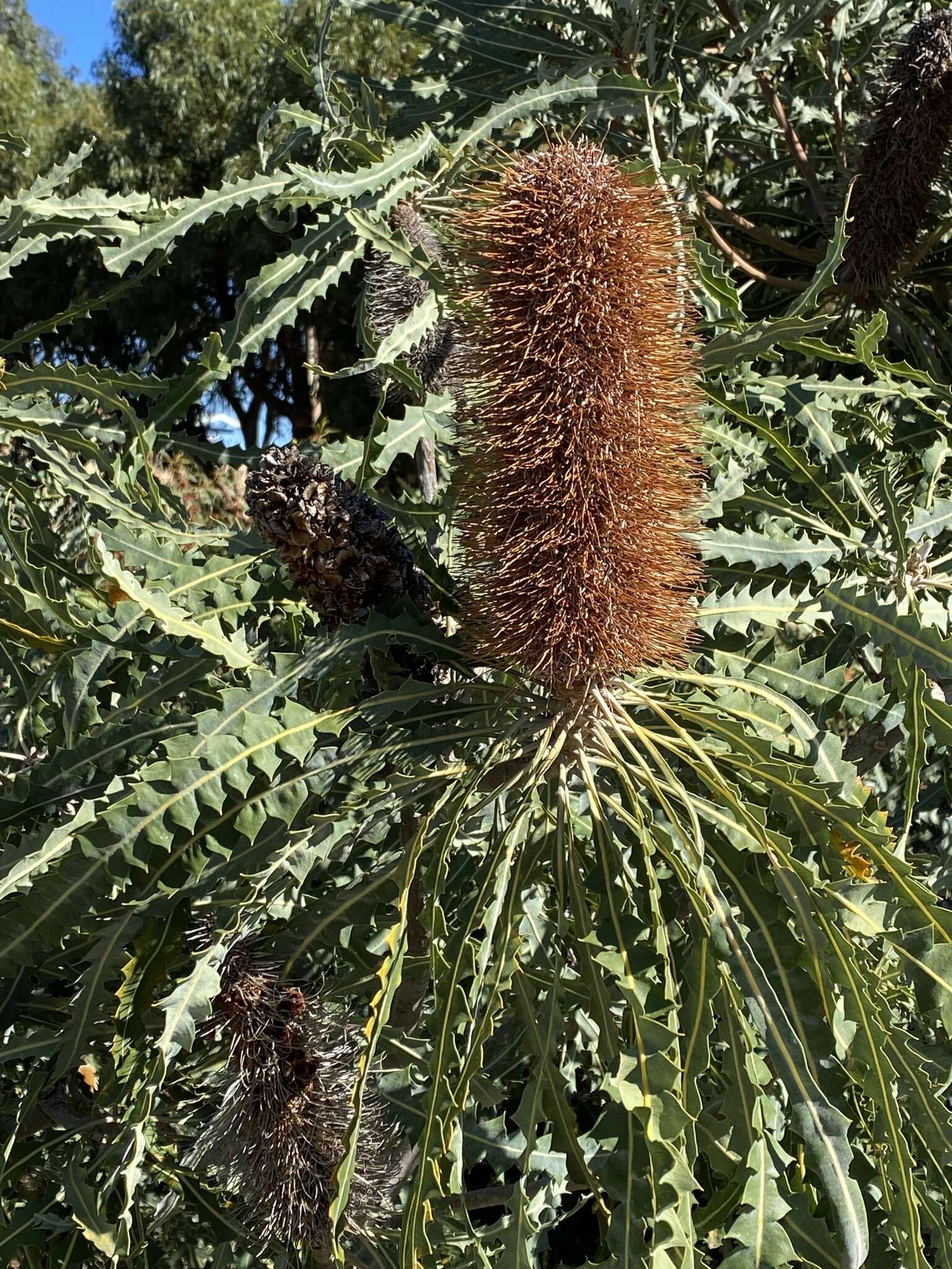 Image of Banksia prionotes Lindl.